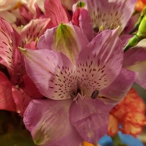 Meet your Posher, Kiko